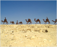 「砂漠のキャラバン」（1992年）イスラエル、ネゲブ砂漠